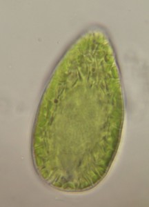 Gonyostomum semen 28,2×53 Kungsbacka suolampi 17062012 63x TS_06_17_16_58_56
