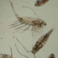 Training course on zooplankton identification