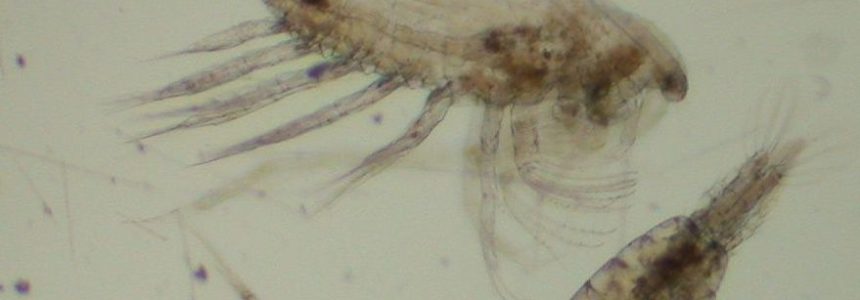 Training course on zooplankton identification