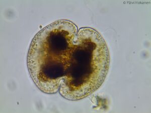 Cosmarium perforatum – P. Lundell 1871